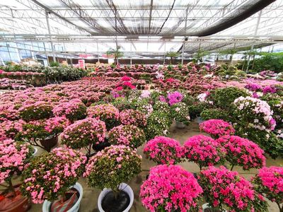 北京小眾花卉市場,上百種鮮花盆栽價格便宜,3個大廳堪比植物園